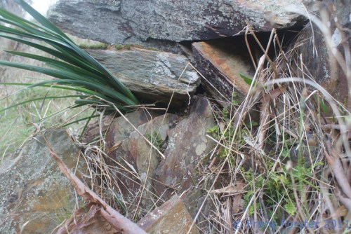 dianella-563