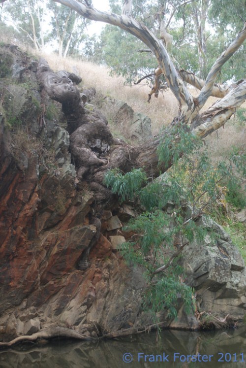 tree-roots-585