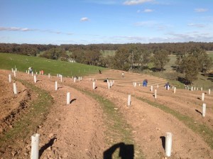 Planting June 21, 2015