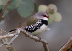 diamond firetail